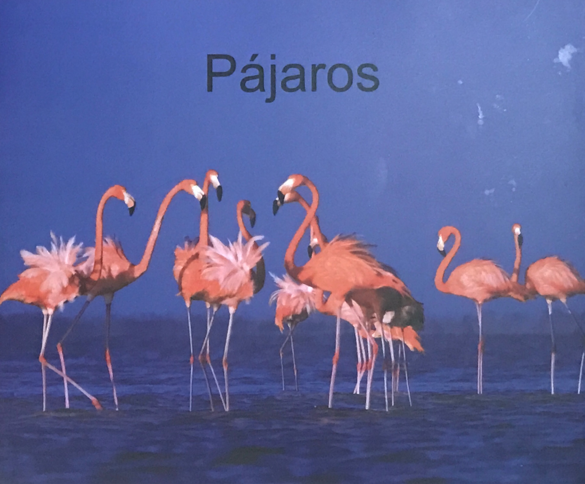 Pájaros