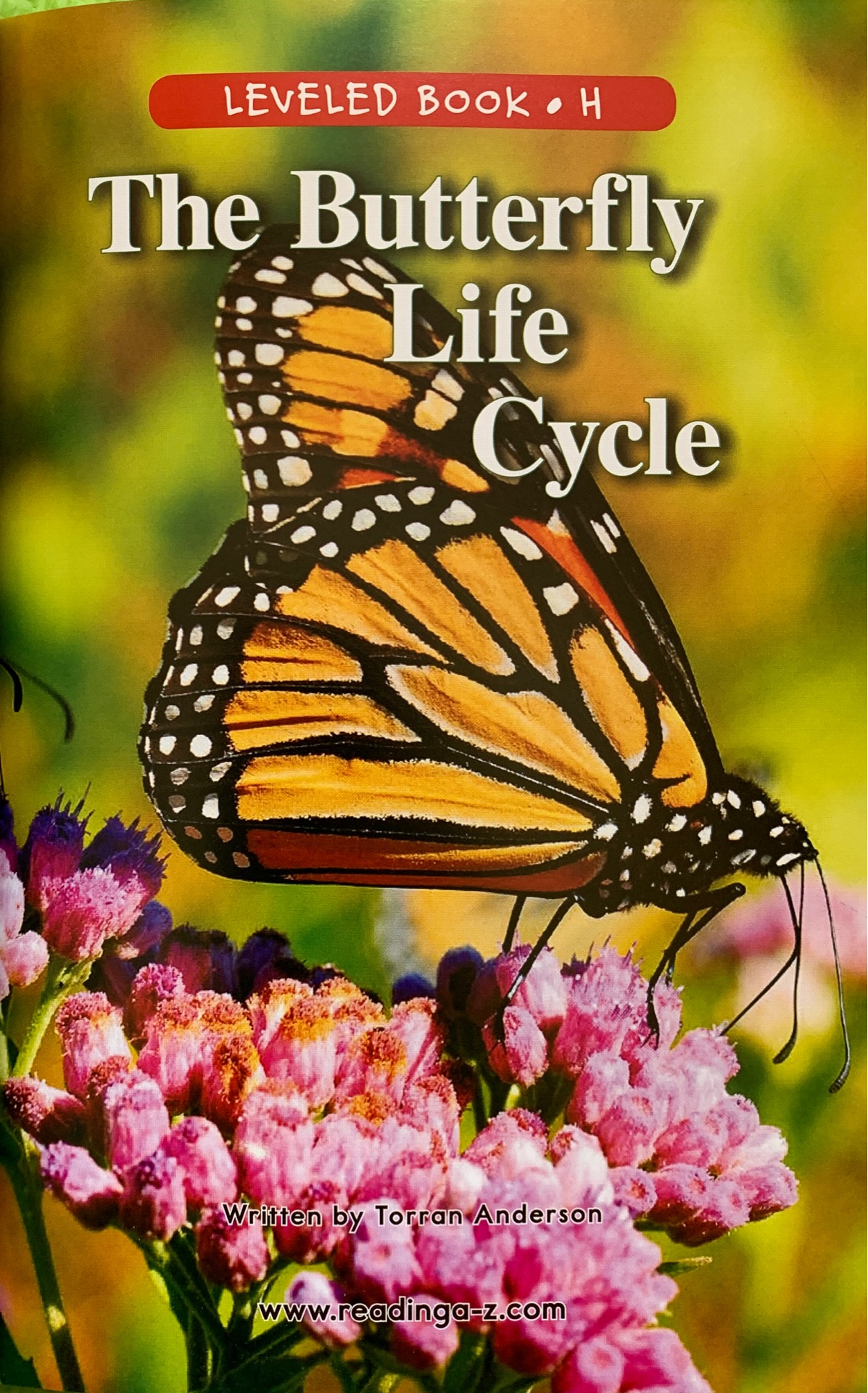 The butterfly lifecycle