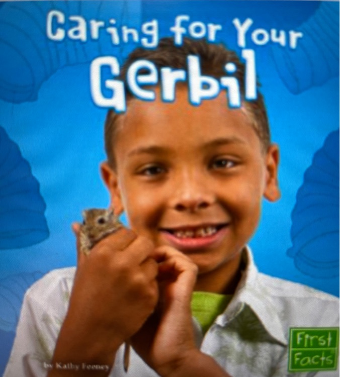 Caring for your gerbil