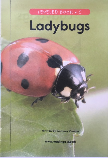 Lady Bugs