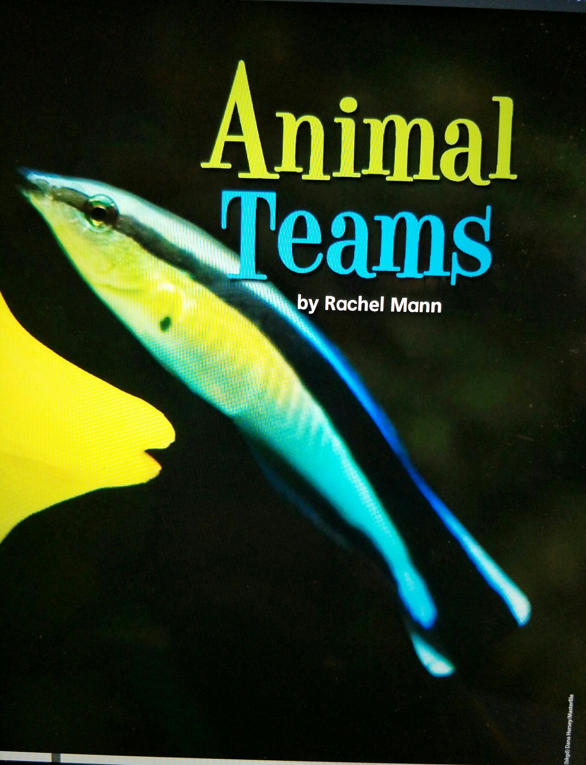 Animal Teams