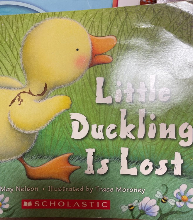 little duckling is lost