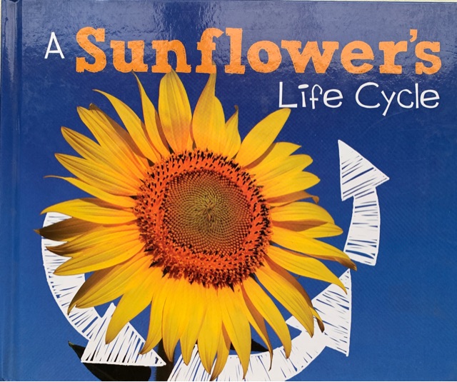 A sunflower's life cycle