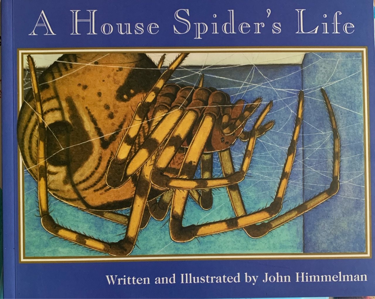 A house spider's life