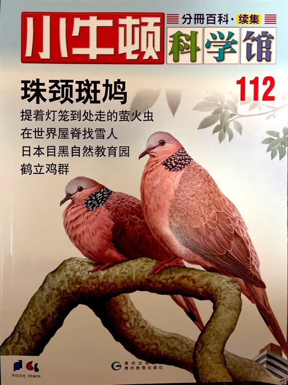 小牛頓科學(xué)館112: 珠頸斑鳩