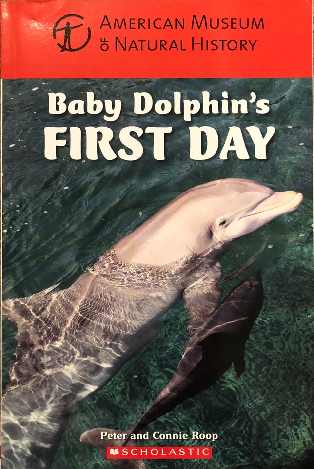 Baby Dolphin's First Day