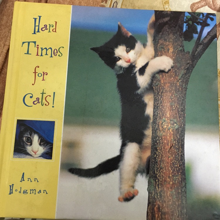 hard times for cats