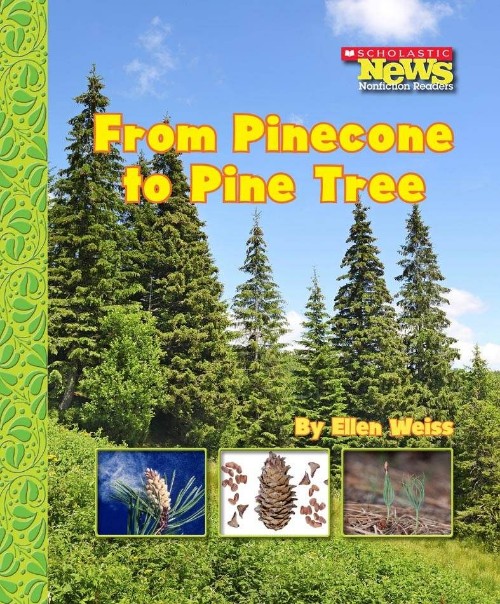 From Pinecore to Pine Tree