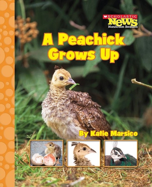 A peachick grows up