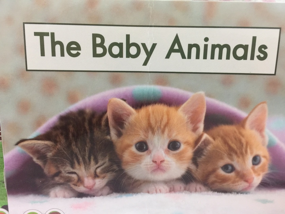 The baby Animals