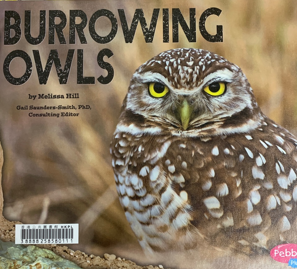 Burrowing owls