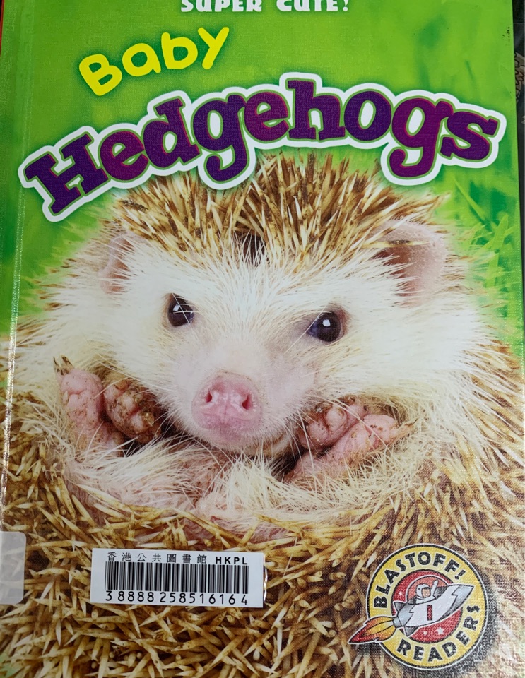 Baby hedgehogs