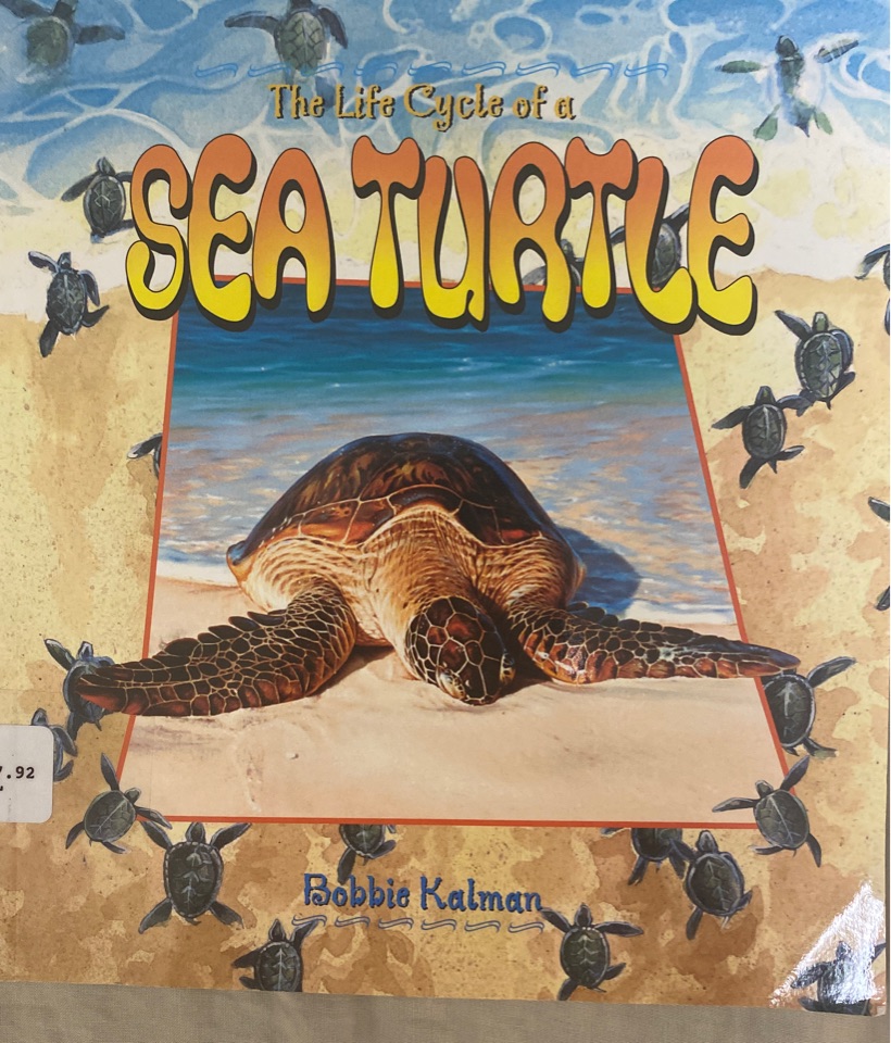 The life cycle of A sea turtle