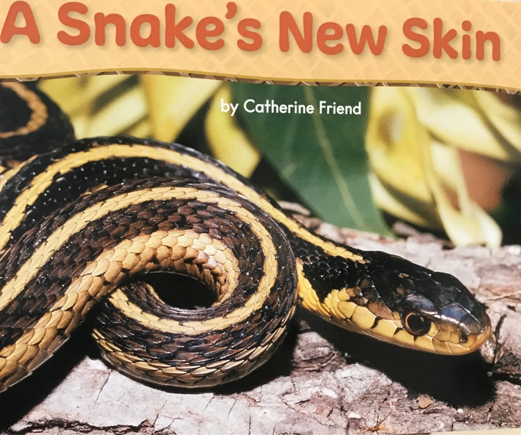 # The Allure of Beautiful Snakes for Pets: A Comprehensive Guide