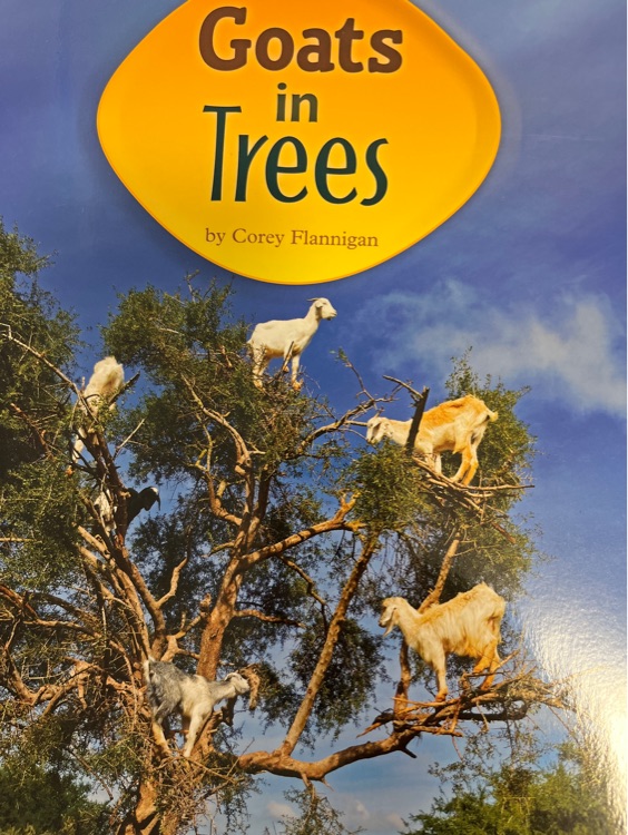 Goats in trees