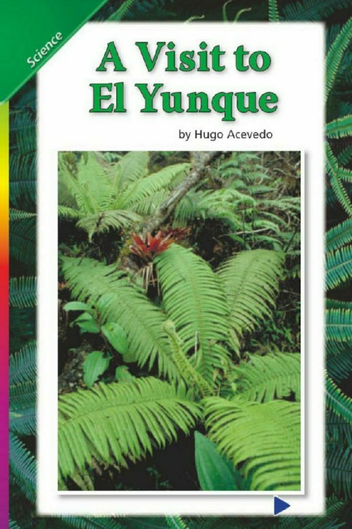 a visit to el yunque