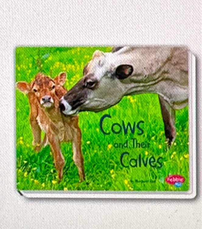 cows and their calves