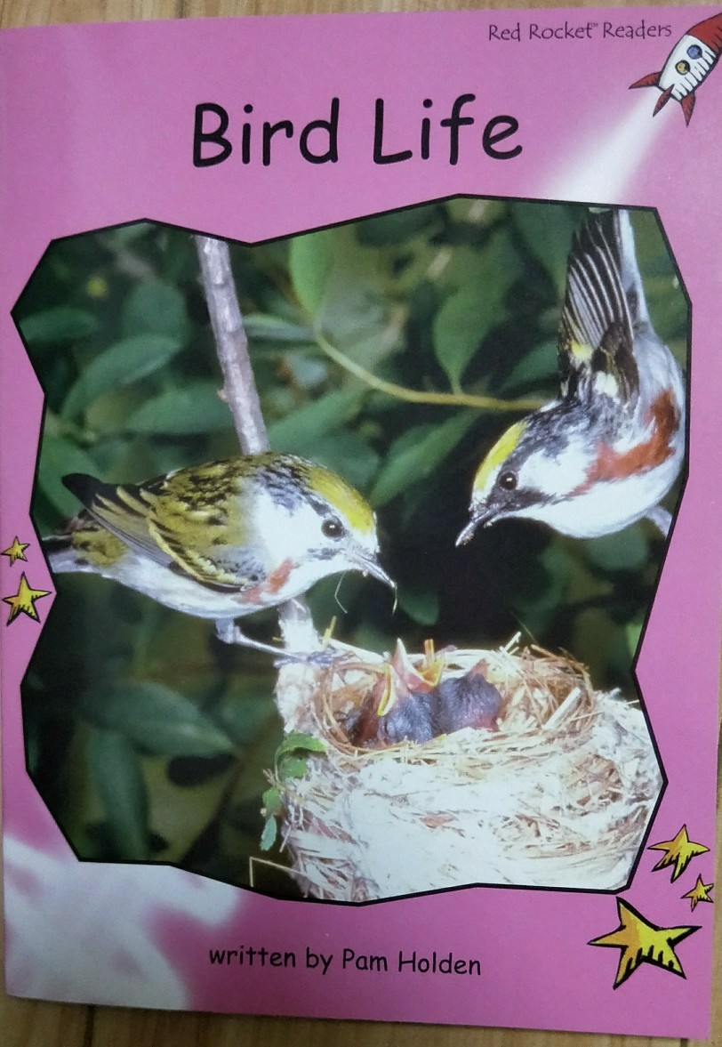 紅火箭 bird life