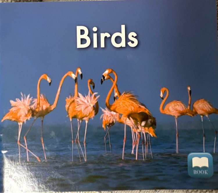 birds