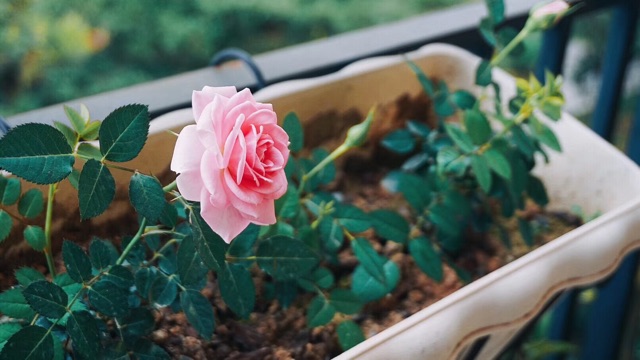 這些花花草草，真