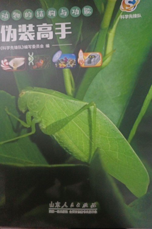 伪装高手