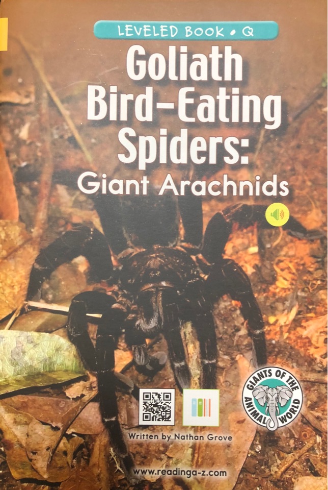 Goliath Bird-Eating Spiders