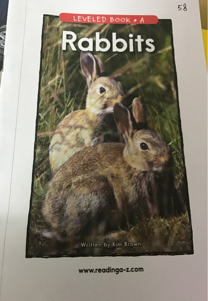 rabbits