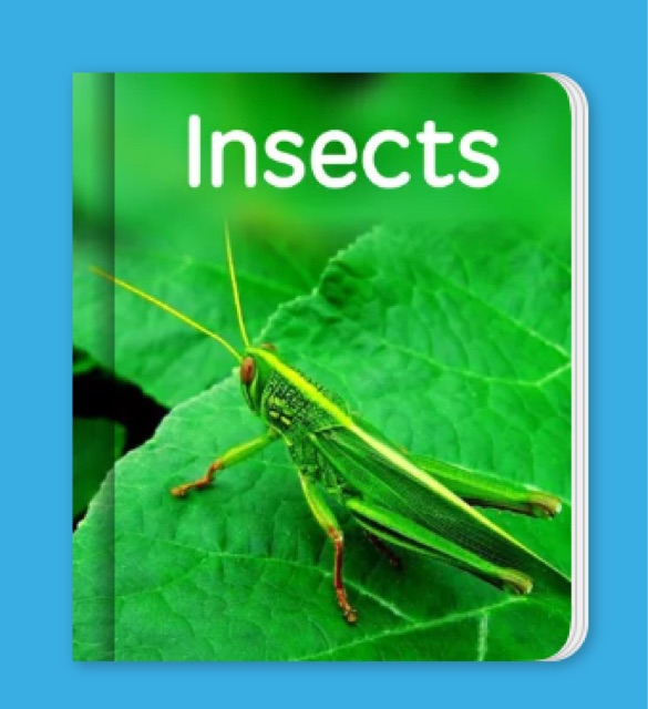 Insects