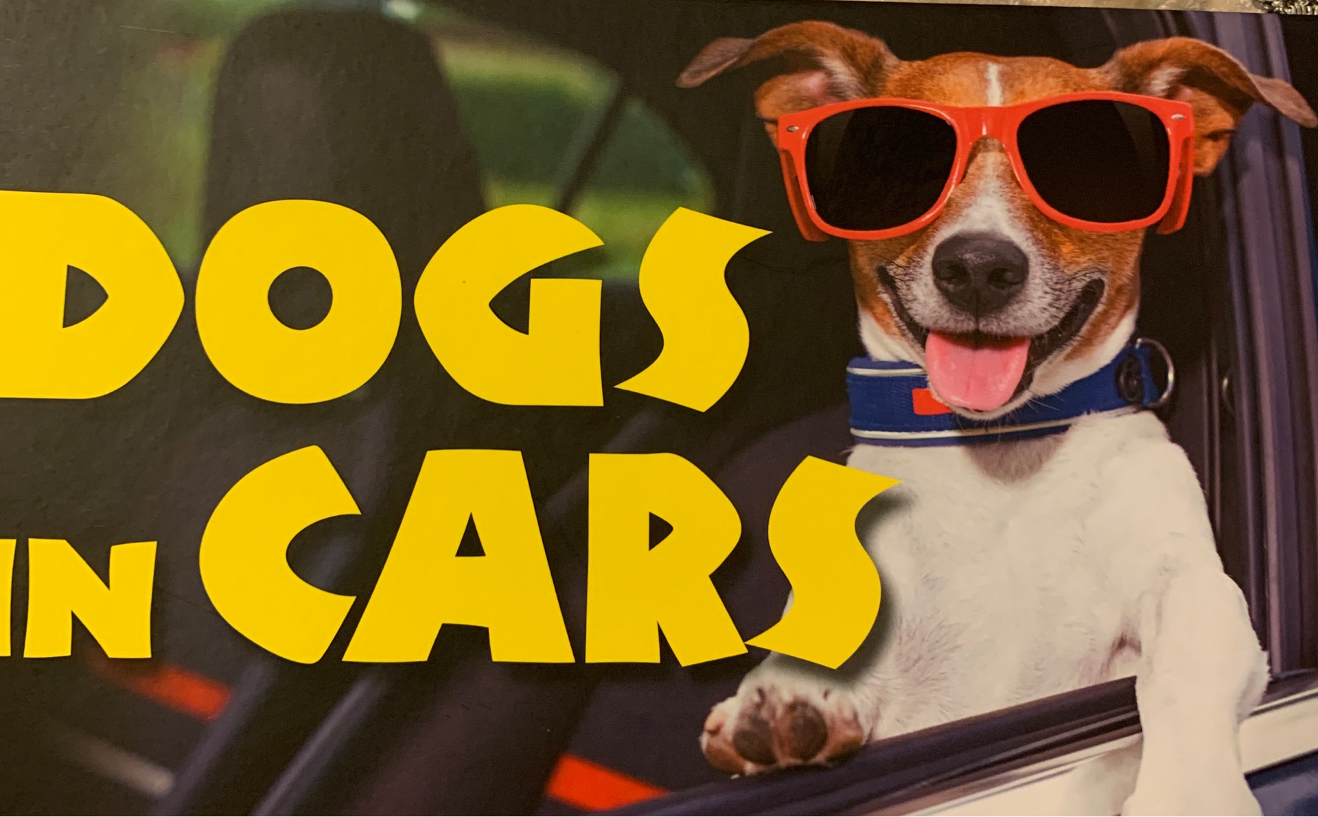 Dogs in cars