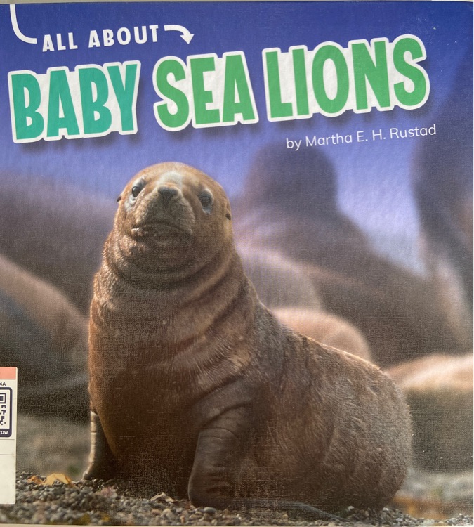 All About Baby Sea Lion