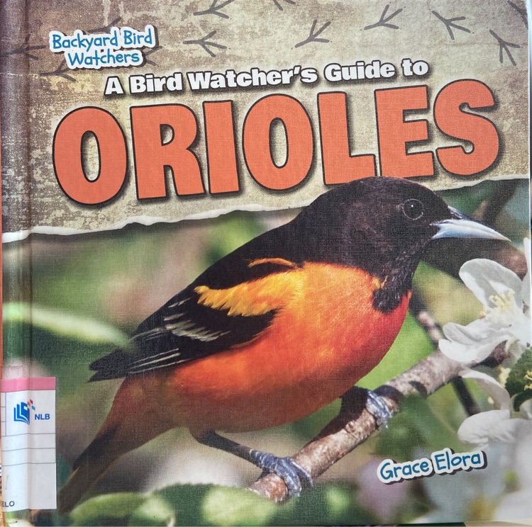 A Bird Watcher's Guide to Orioles