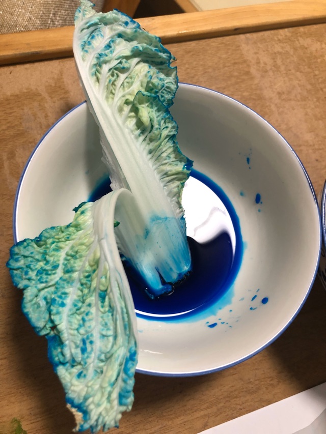 白菜變色小實驗