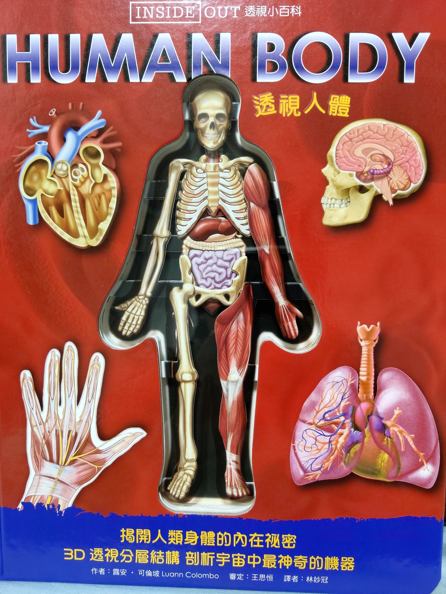 Human body 透視人體