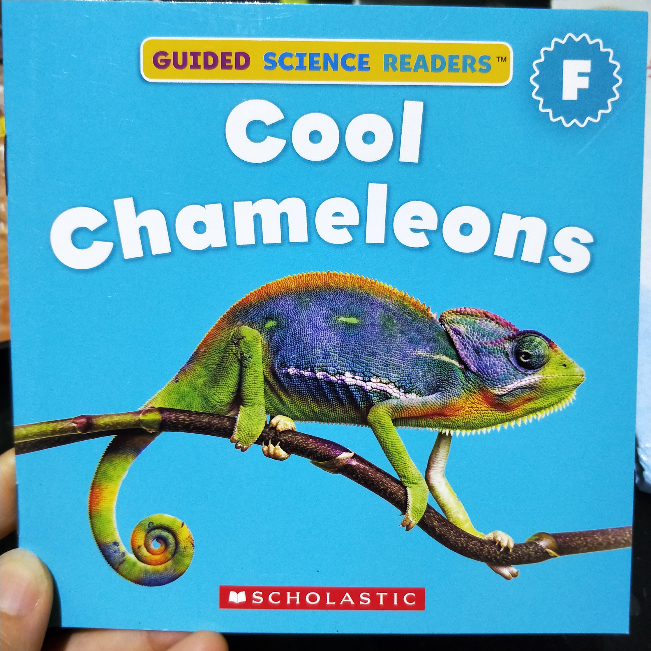 cool chameleons