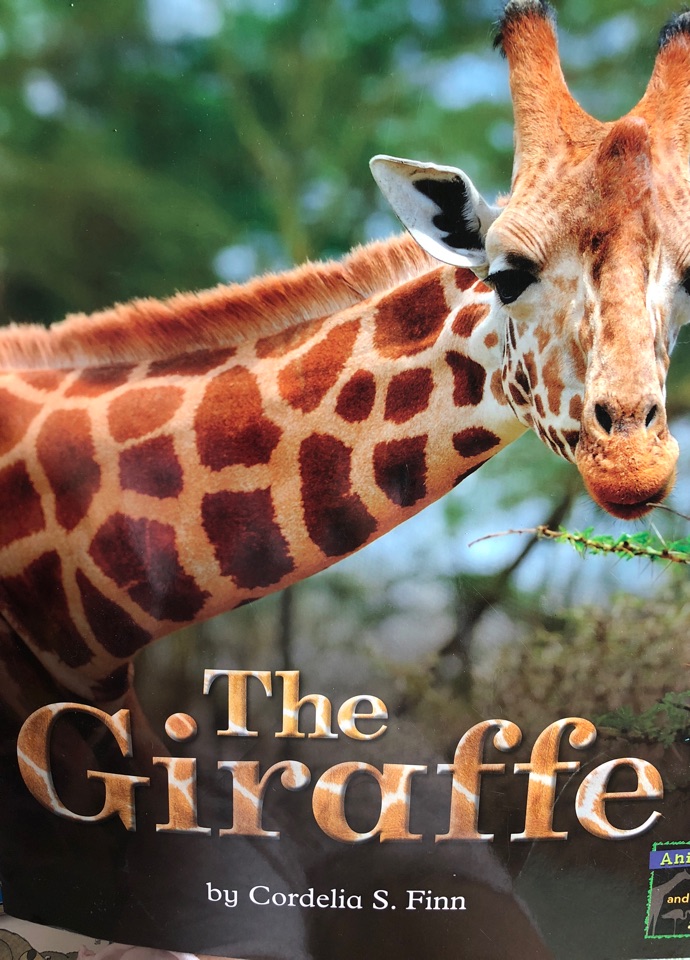 the giraffe