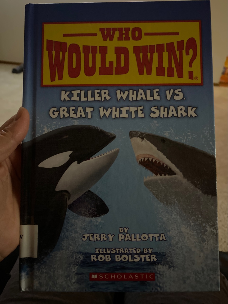 Who would win?  Killer Whale Vs white Shark