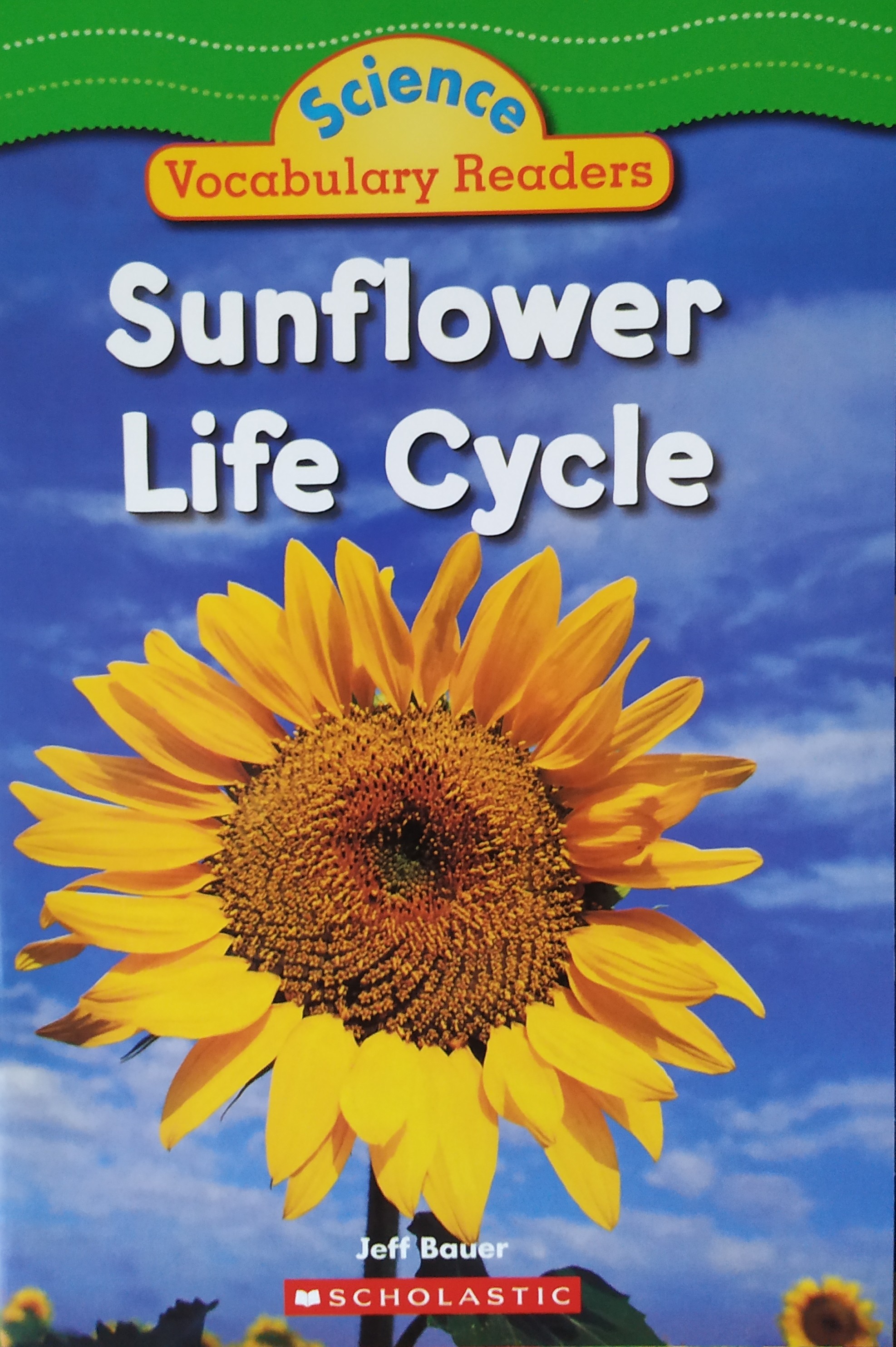 Sunflower Life Cycle