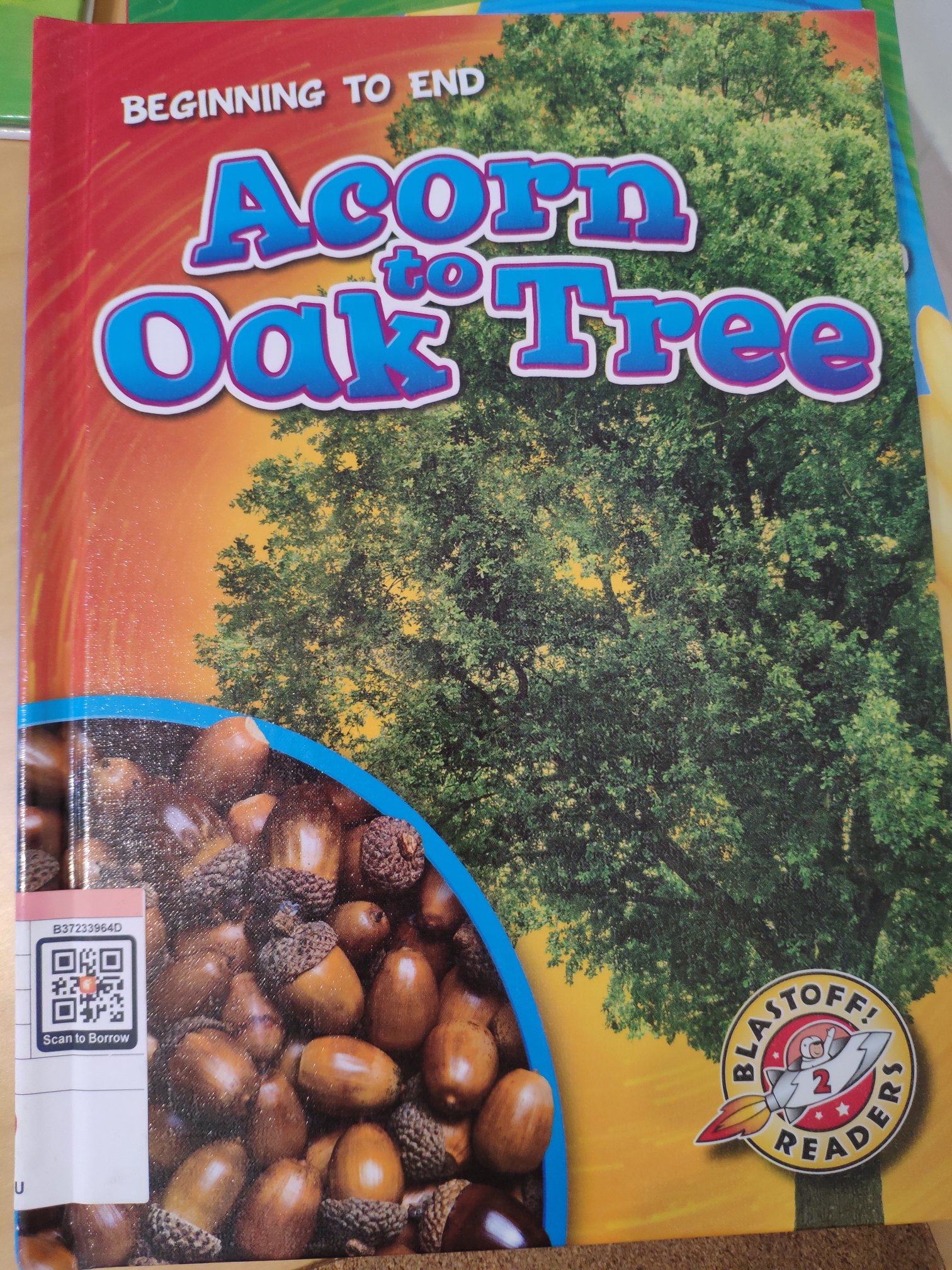 Acorn to Oak Tree