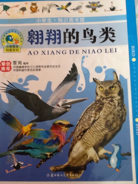 翱翔的鳥類