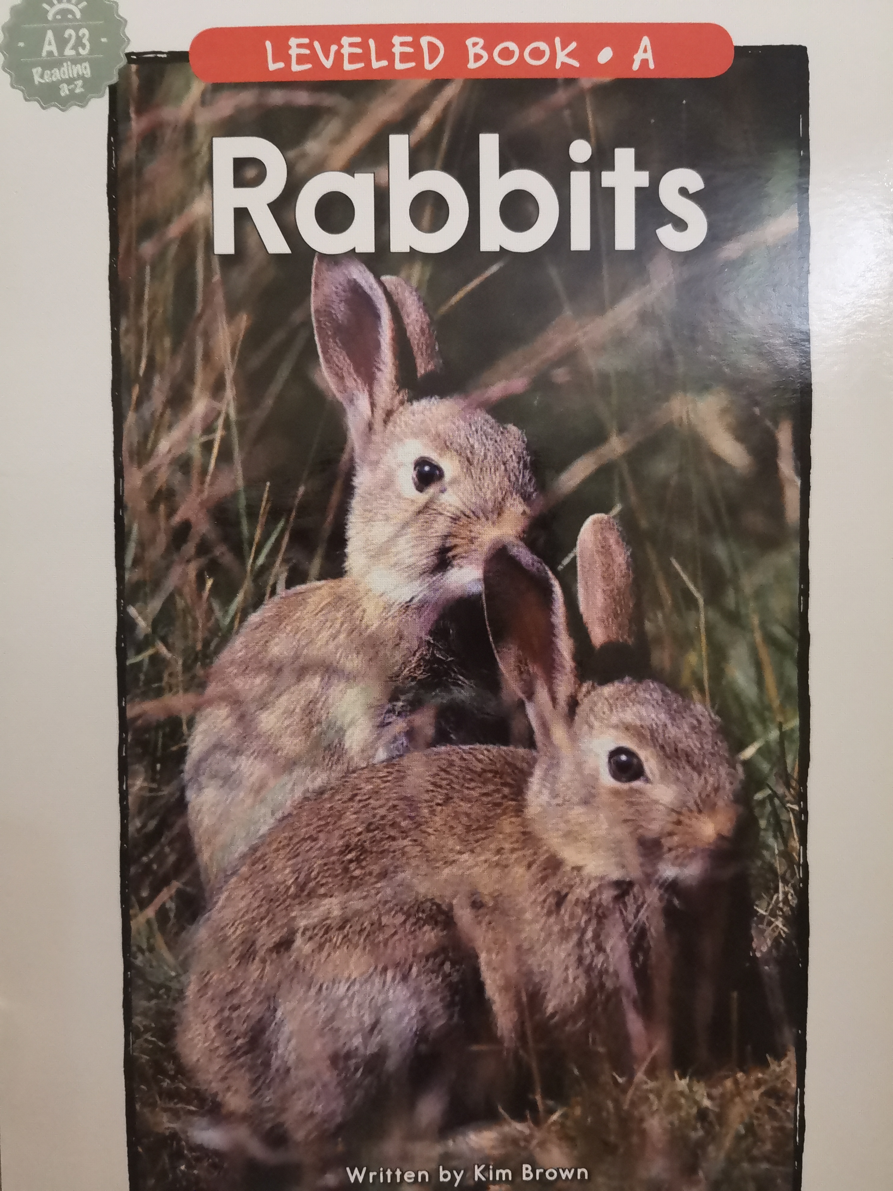 rabbits