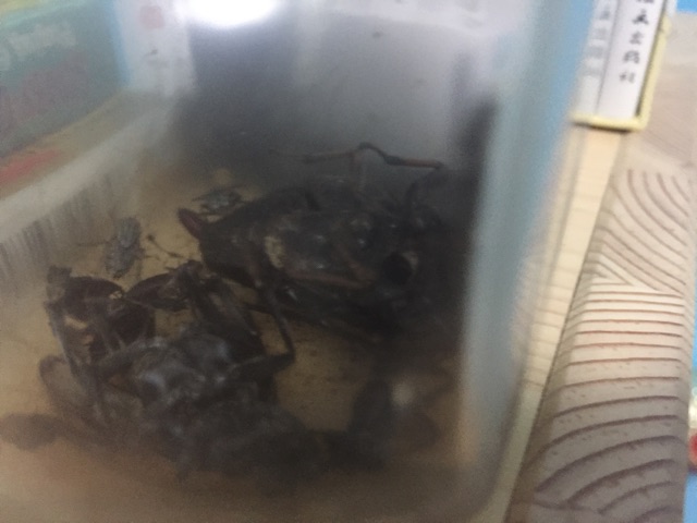 我的發(fā)現(xiàn)----蟬和