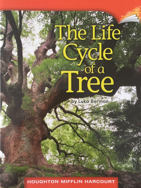 The Life Cycle of a Tree