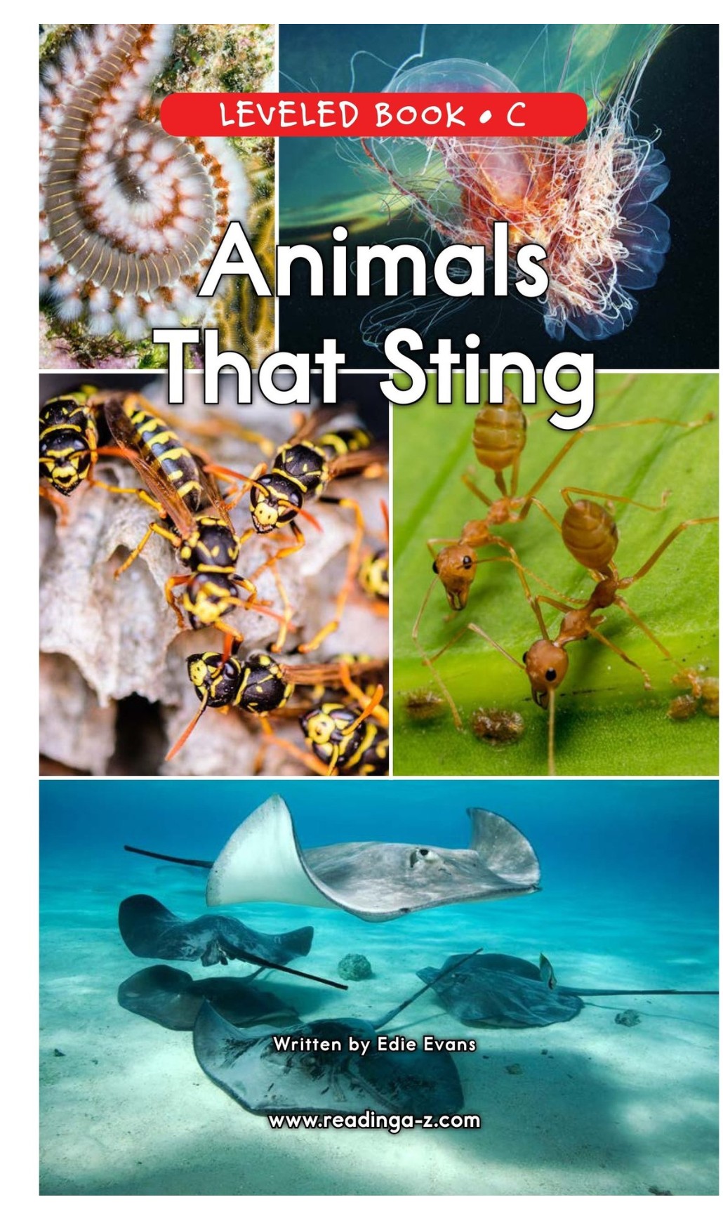 Animals That Sting(RAZ C)