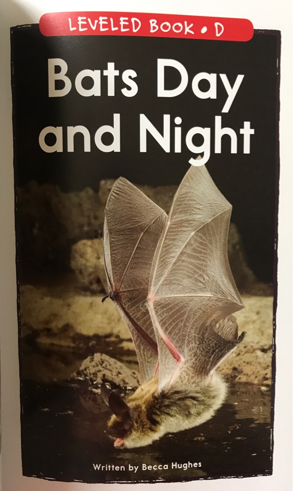 Bats Day and Night