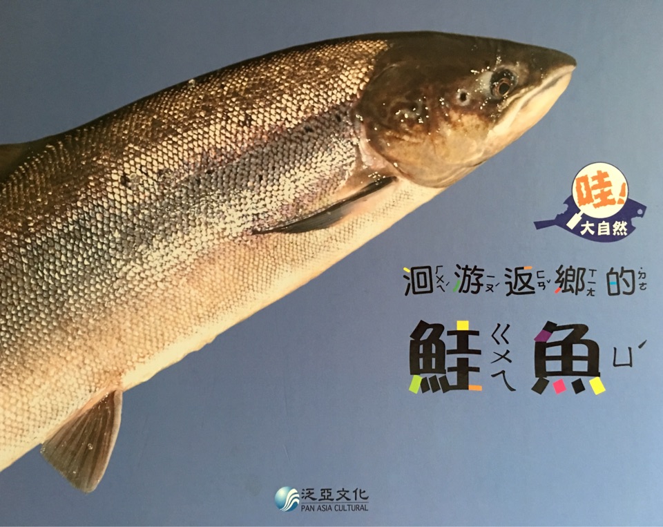 洄游返鄉(xiāng)的鮭魚