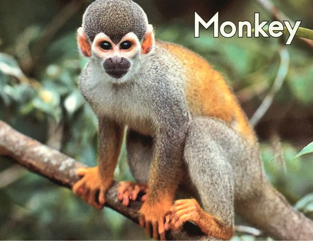 Monkey