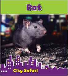 Rat: City Safari (Read and Learn: City Safari)