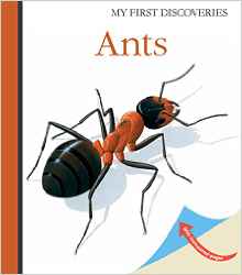 Ants (My First Discoveries)