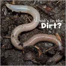 What's in the Soil? (Little Pebble: What's in There?)