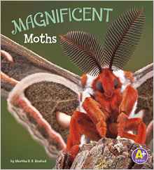 Magnificent Moths (Bugs Are Beautiful!)